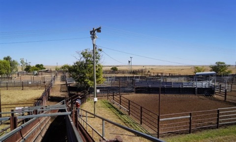 Hughenden Saleyards.jpg