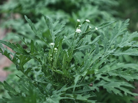 Parthenium hysterophorus (Wikimedia Commons image).jpg